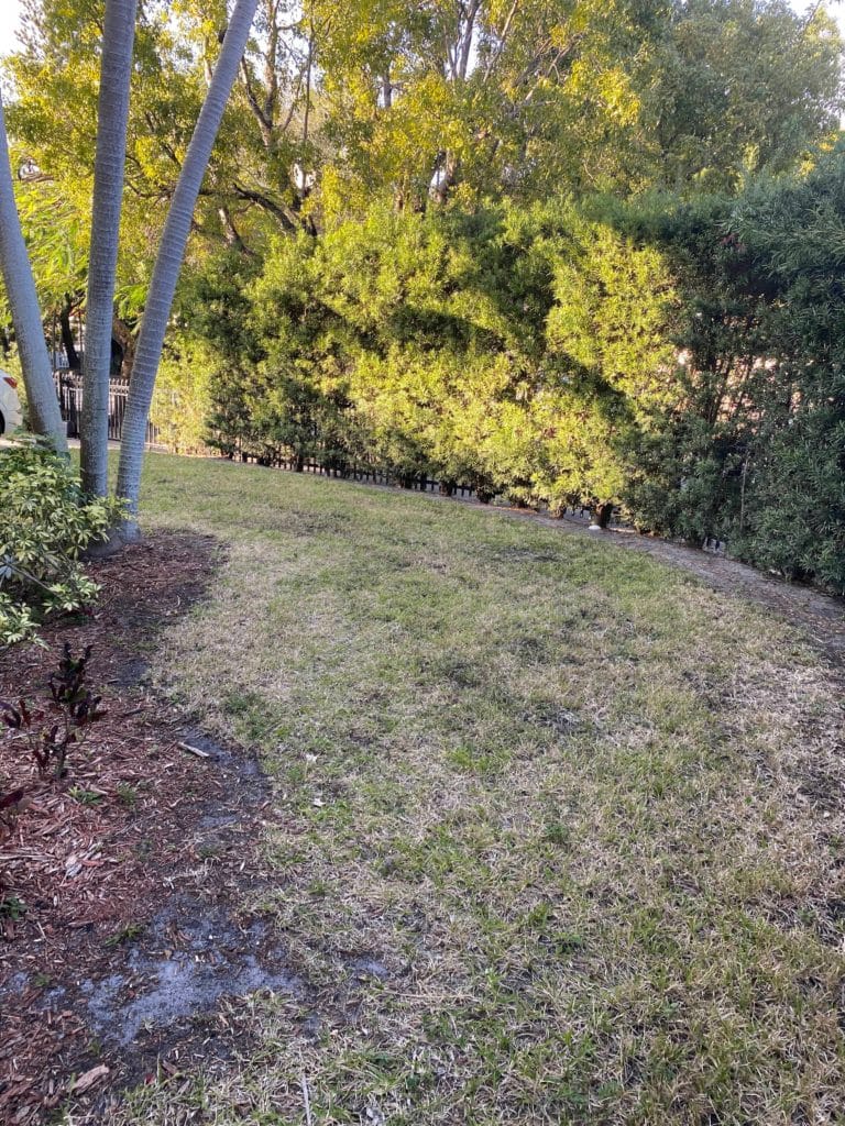 Before image view of backyard with grass and dirt