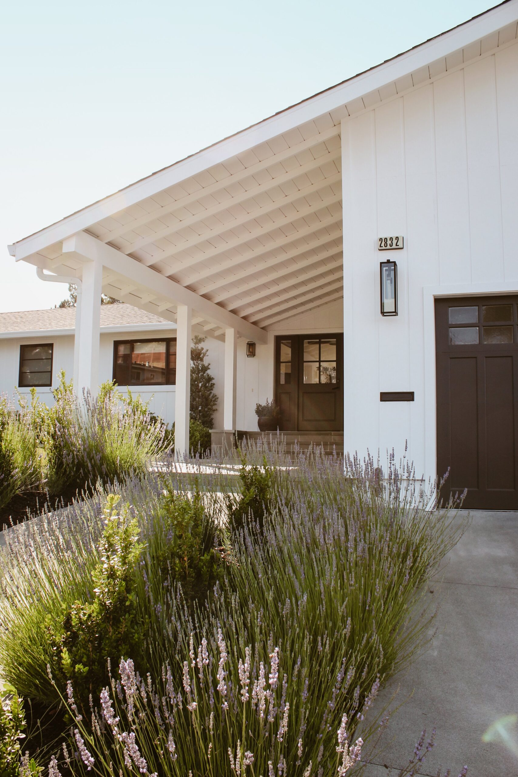 close up of blooming lavender alongside front walkway