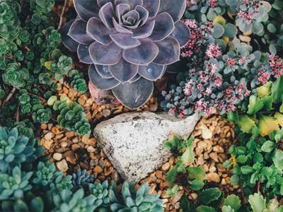 close up of drought tolerant succulent plants planted in gravel